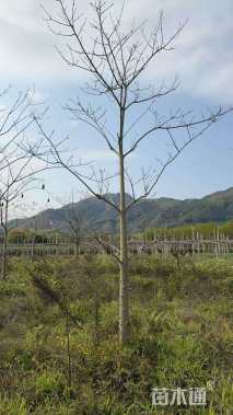 12公分美丽异木棉