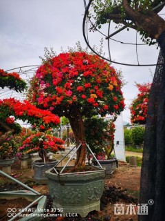 高度100厘米三角梅