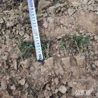 高度5厘米五色苋