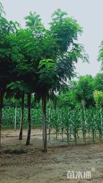 13公分嫁接香花槐