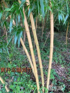 地栽苗乌哺鸡竹