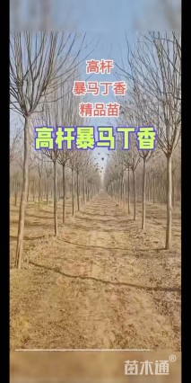 8公分暴马丁香