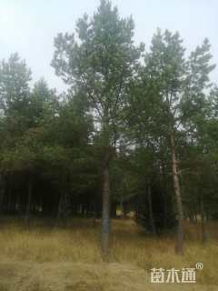 高度900厘米樟子松