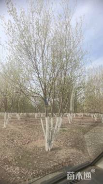 高度7厘米丛生三角枫