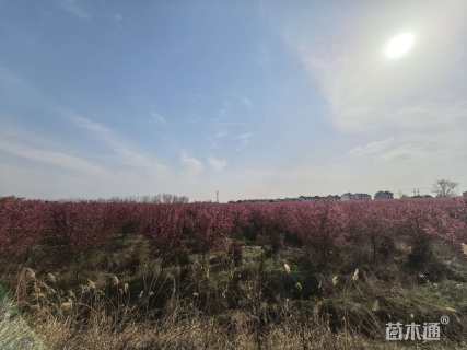 12公分北美海棠