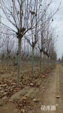 20公分大叶女贞