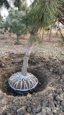 高度450厘米黑松