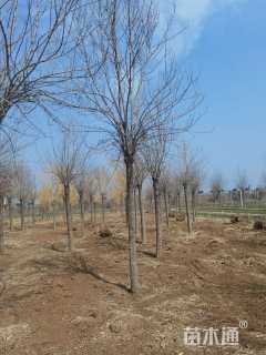 13公分秋紫白蜡