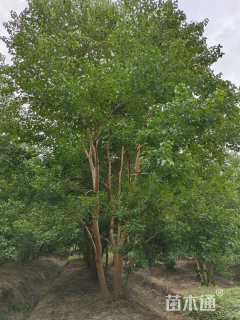 50公分(5杆)丛生乌桕