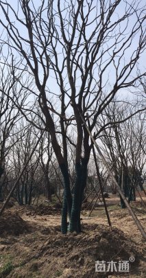 30公分丛生乌桕