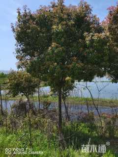 11公分红叶石楠