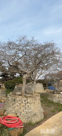 高度150厘米羽毛枫