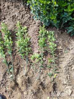 高度35厘米大叶黄杨