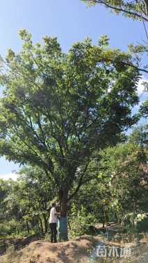 60公分(3杆)丛生黄连木