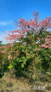 30公分大腹木棉