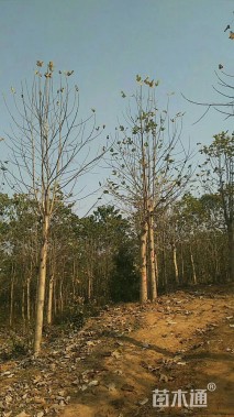 15公分北美鹅掌楸