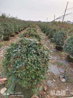 高度60厘米月季