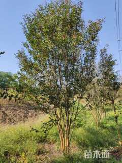 10公分红火箭紫薇