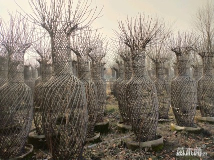 40公分造型紫薇