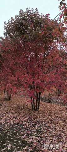 高度400厘米丛生美国红枫
