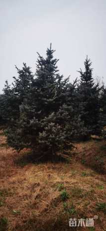 高度200厘米美国蓝杉