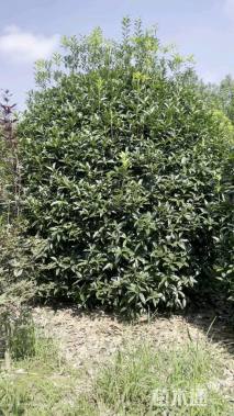 高度300厘米丛生桂花