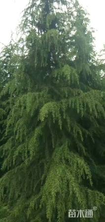 原生苗北非雪松