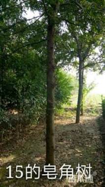 15公分皂荚