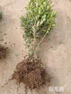 高度60厘米黄杨