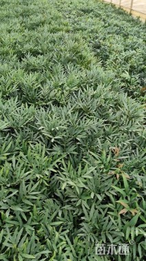 高度30厘米十大功劳