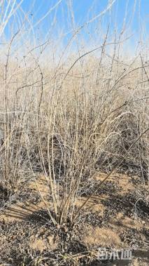 高度200厘米丛生金银木