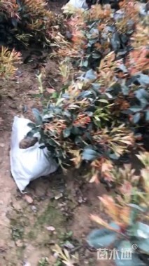 50公分红叶石楠