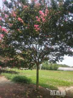 高度500厘米大红紫薇