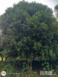 高度700厘米丛生桂花