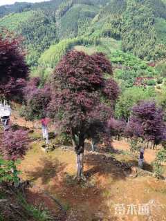 27公分日本红枫