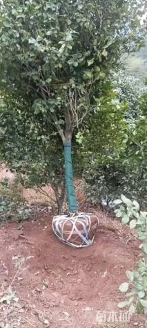 高度450厘米茶花