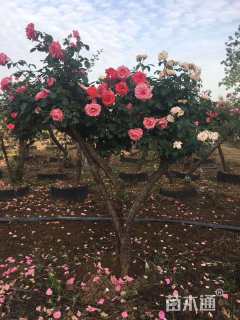 10公分树状月季