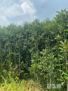 高度2.5厘米法国冬青