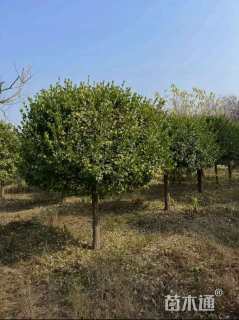 高度300厘米大叶黄杨