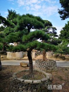 移栽苗造型黑松