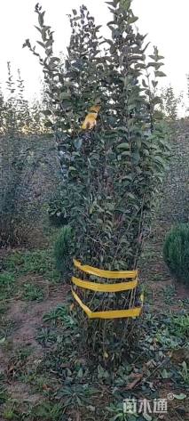 高度300厘米垂枝丁香