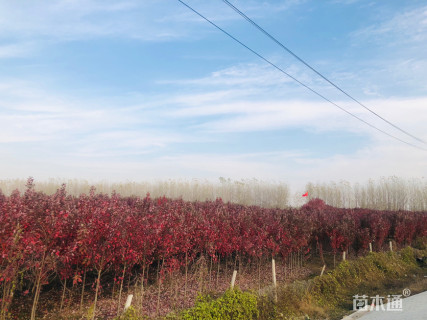 8公分美国红枫-红冠