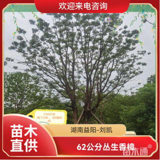 62公分丛生香樟