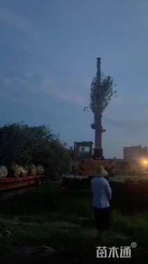 10公分西府海棠