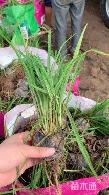 高度70厘米矮蒲苇