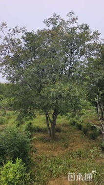 30公分(3杆)丛生朴树