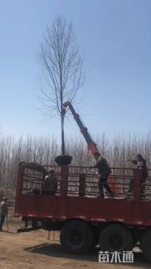 13公分美国红枫