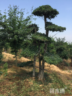 30公分造型对节白蜡