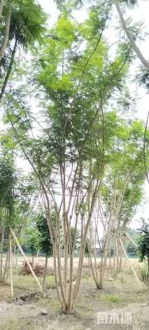 9公分(5杆)丛生蓝花楹