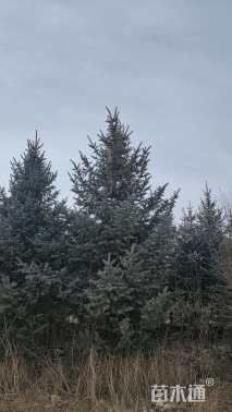 高度450厘米紫果云杉
